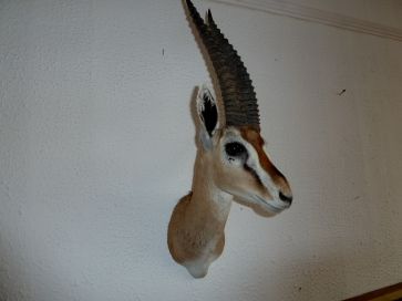 TOMSONS GAZELLE MOUNTED HEAD